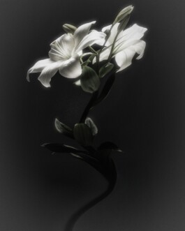 DIRECTOR & PHOTOGRAPHER